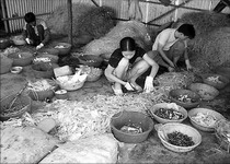 化州长岐镇一村委会主任从医院买来垃圾,分拣后卖到外地加工成日用品