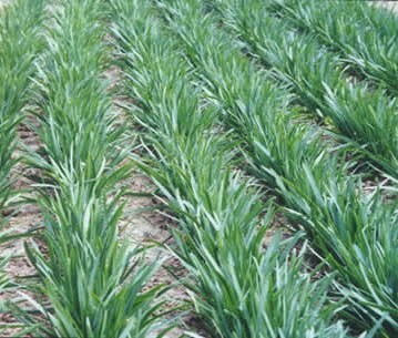 春吃韭菜 提高免疫力(图)