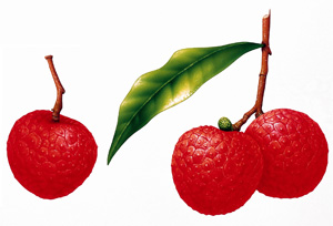 水果美味的正确饮食方法(图)