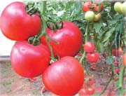 催熟西红柿对身体有害