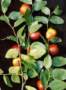 �������˲��ʺ϶���棨ͼ��