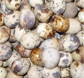 鸡蛋鹌鹑蛋谁更营养(图)