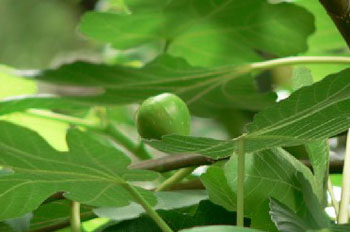 治痔疮经典偏方集中营(图)