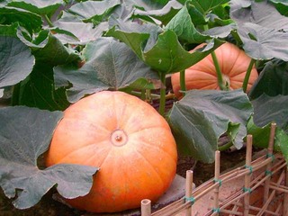 �ϹϽ����ﲻ�˶�ԣ�ͼ��