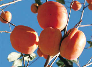 ���Ӽ���ʲôͬʳ��ͼ��