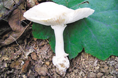 怎样安全食用野生菌(图)