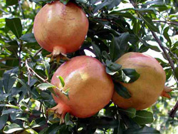 �ļ�������Ʒ��ô�ԣ�ͼ��