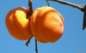 ʳ���ӡ��˲��ˡ���ͼ�� 