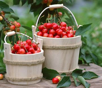 樱桃吃太多也会中毒(图)