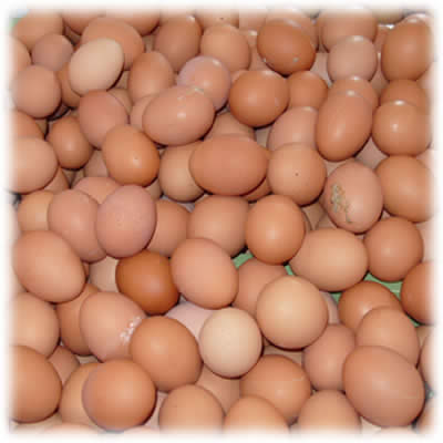 �����ּ���ǧ���ܳԣ�ͼ��