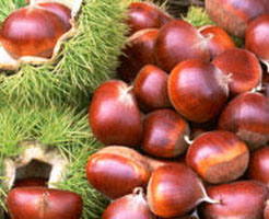 栗子也是中药且浑身是宝(图)