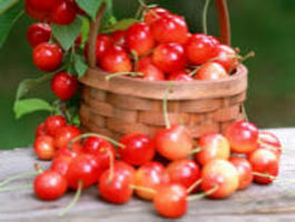 减肥中不可缺的十种水果(图)