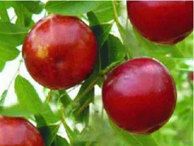 һ��ʮ����������ã�ͼ��