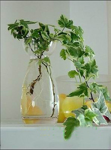 养花“对路”利养生(图)