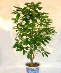 植物水果净化新居空气(图)