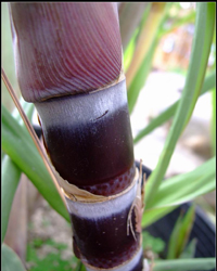 �＾����ˮ������к���ͼ��