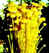 这些蔬菜天然毒素高(图)