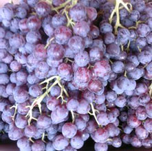 黑色的水果越吃越年轻(图)