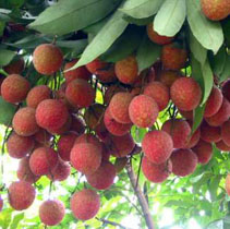 ʢ�ĵĹ�ʵ������Ӫ����ͼ��